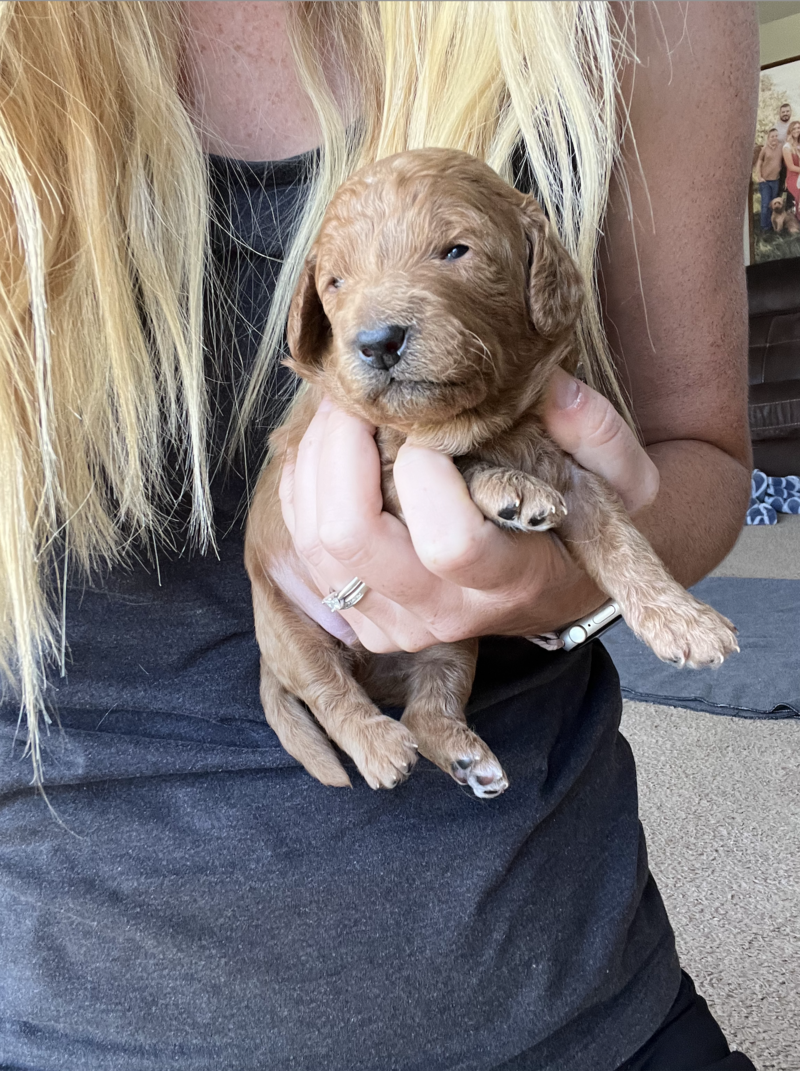 Screenshot 2024-08-27 at 11.59.14 AM