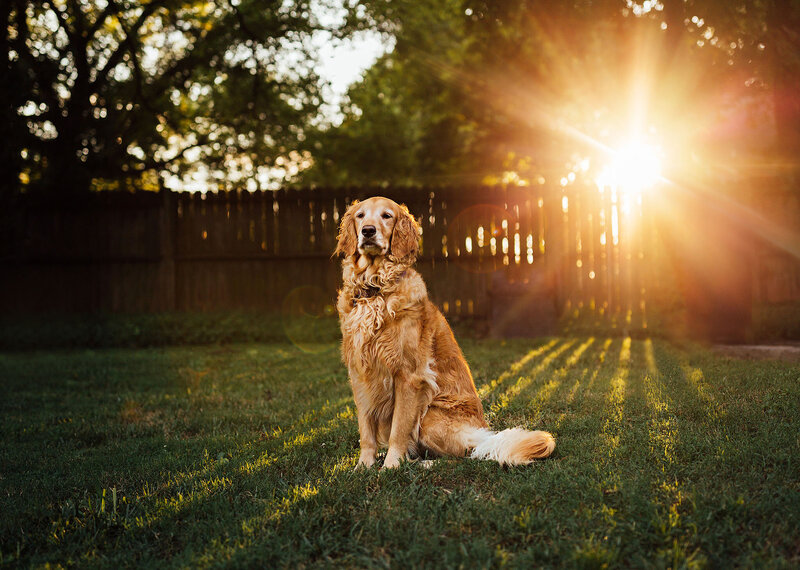 golden retriever in golden hour sunlight in Nashville