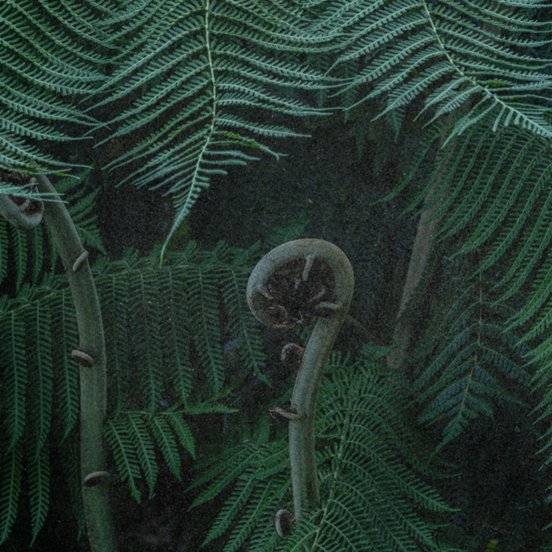 grainy photo of a spiral in nature