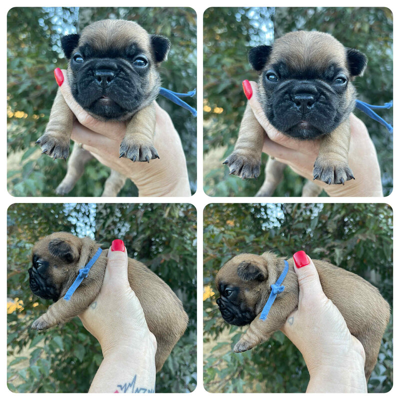 Beloved Frenchies chunky blue collar male puppy with a gorgeous red fawn coat