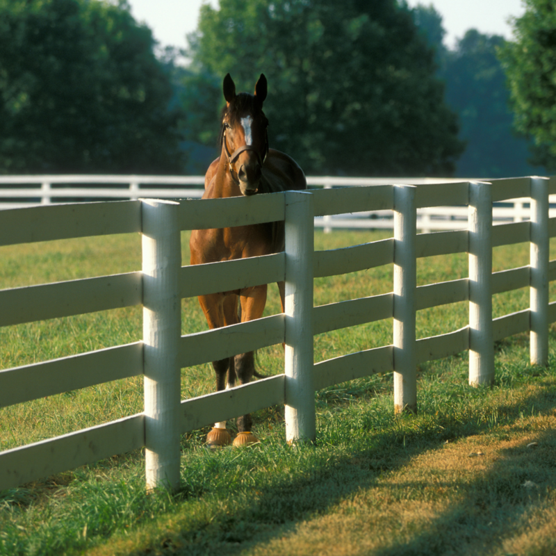 Horse standing next to white fence.