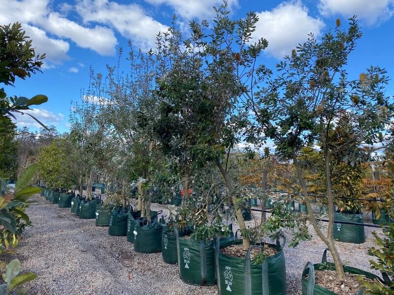 Coastal Banksia - Banksia Integrifolia - Sydney Plant Nursery - Mature Trees Sydney