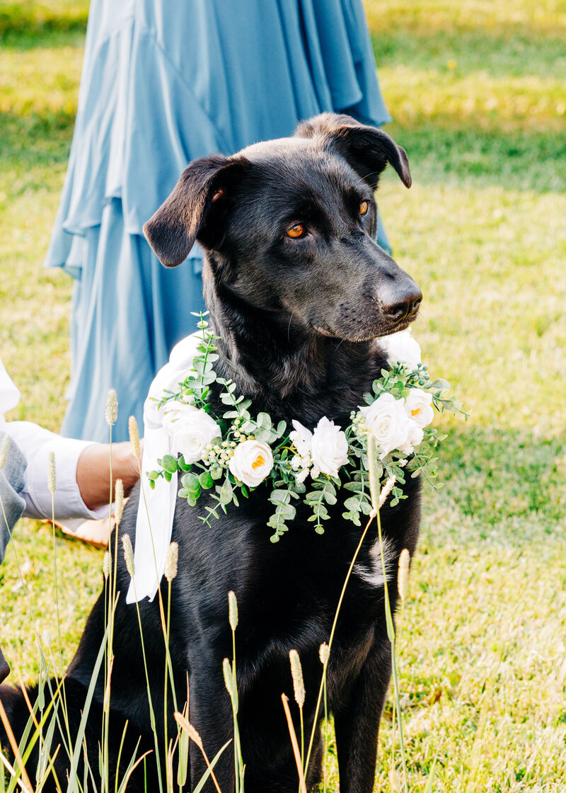 Black Labrador dog wearing flower wreath for wedding at Cattle Springs venue in Arlee, MT