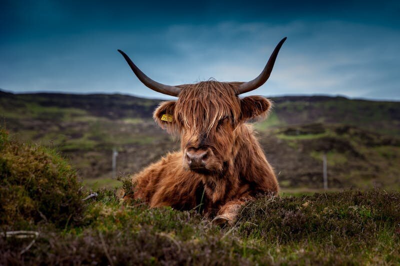 beef-scotland-highland-beef-cow-45876