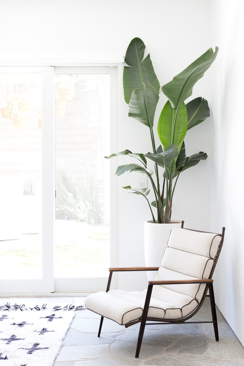 Moder white and wood chait in a bright white room with a large plant.