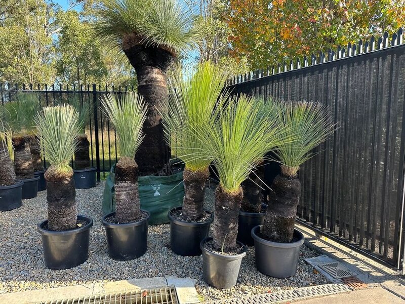 XANTHORRHOEA GLAUCA - Blue Grass Tree - Mature Trees Sydney - Go Green Nurseries - Australian Natives