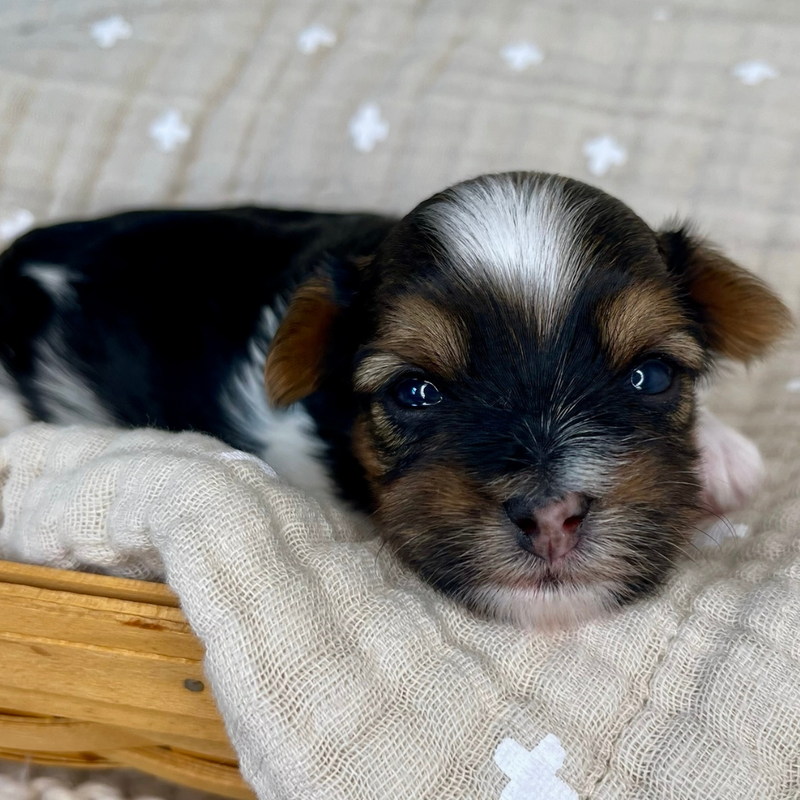 A multi-colored Yorkie puppy sitting down on a blanket staring at you