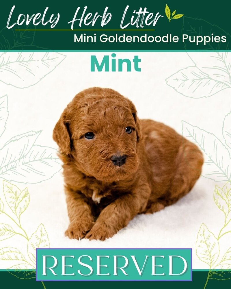 Herb - Teal Mint Male