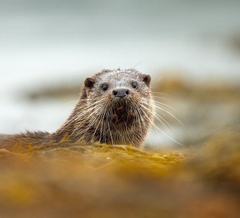 Isle of Mull photography workshop otters