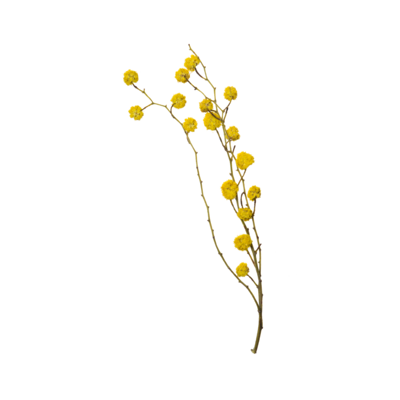 Branch of yellow puffs