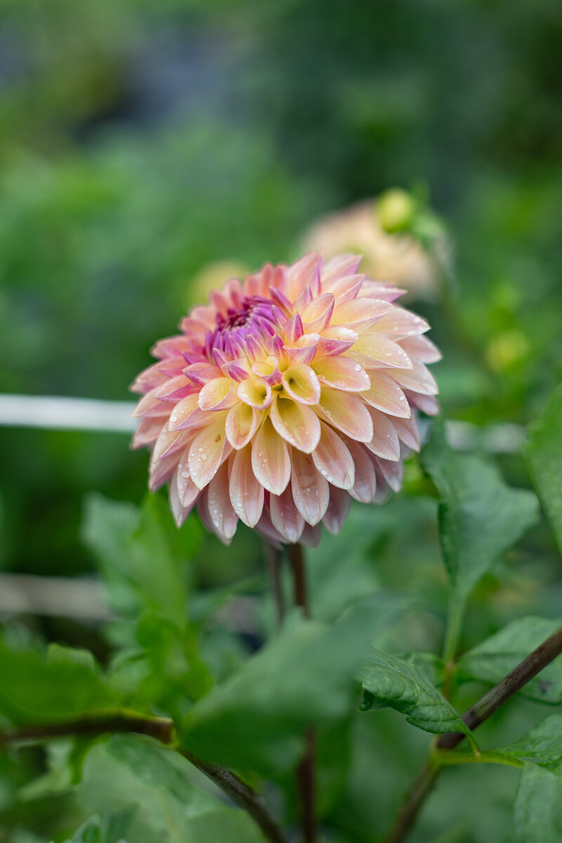 BloomquistAlan-2