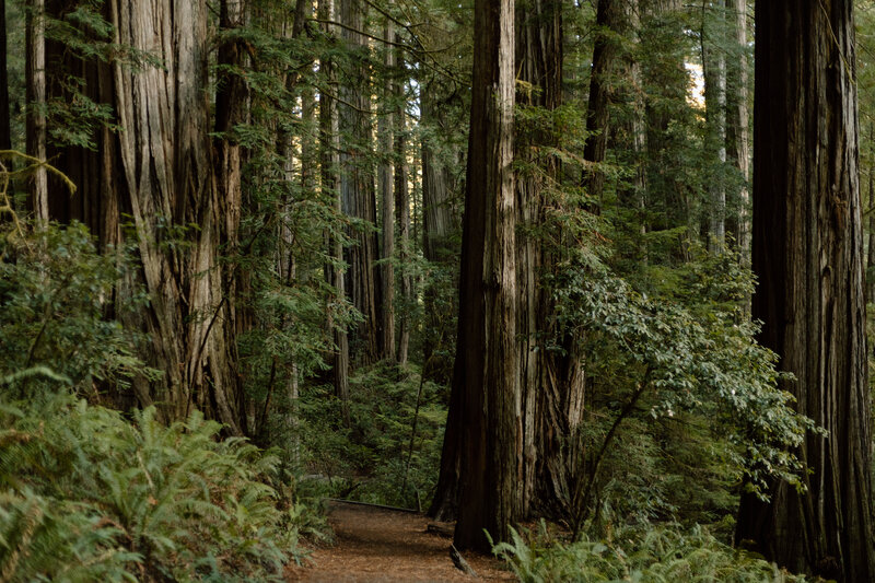 Redwoods forest trail.