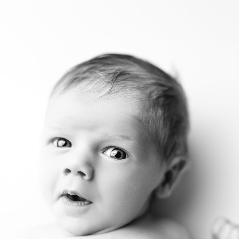 This close-up captures the essence of curiosity in the tiniest subject, with a soft monochromatic elegance.