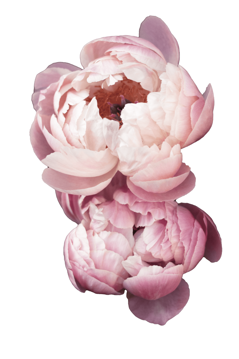 Peony flowers