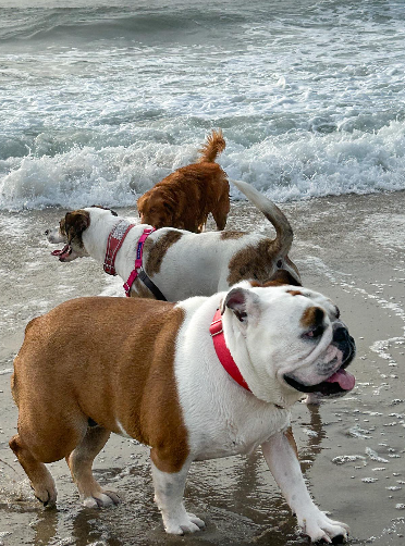 dogs