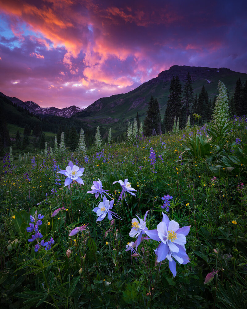 Czerwinski-Columbine-1