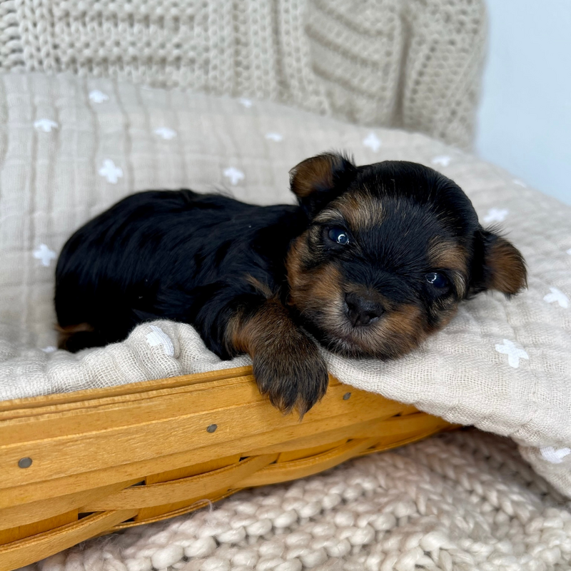 A multi-colored Yorkie puppy sitting down on a blanket staring at you