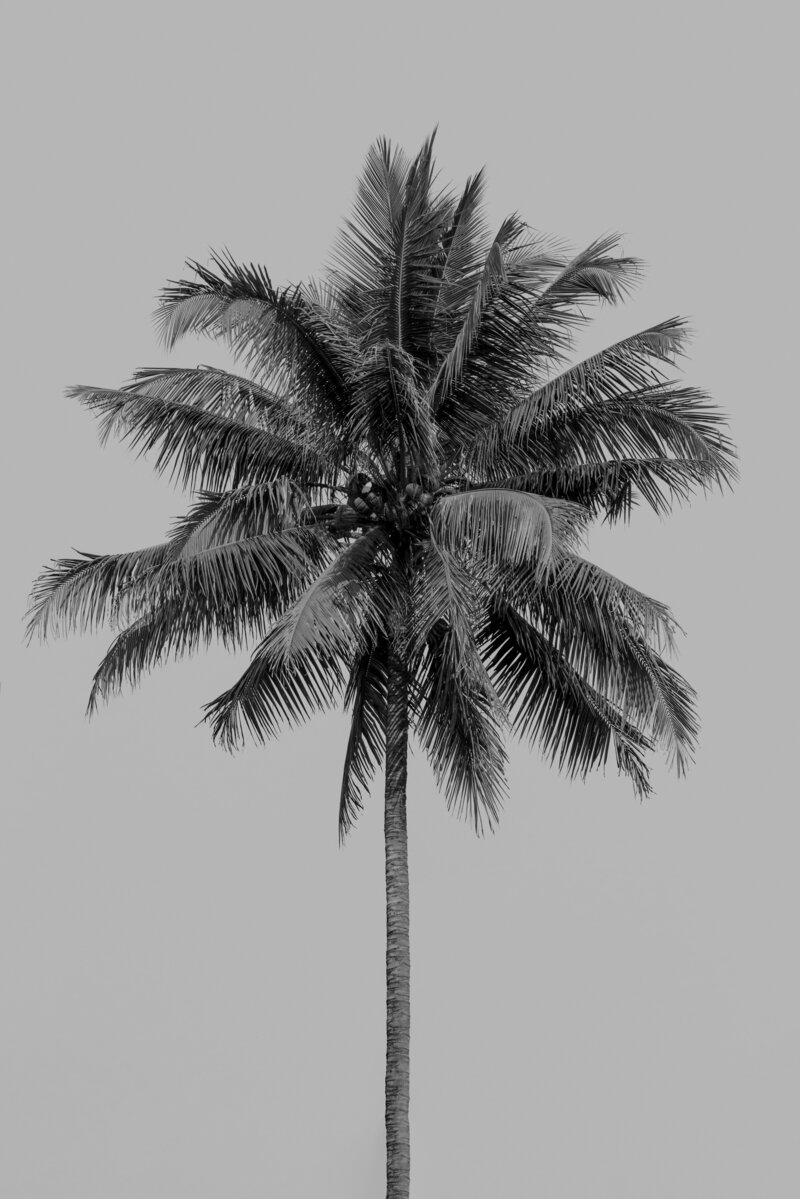 allec-gomes-GClOjhaSpis-unsplash