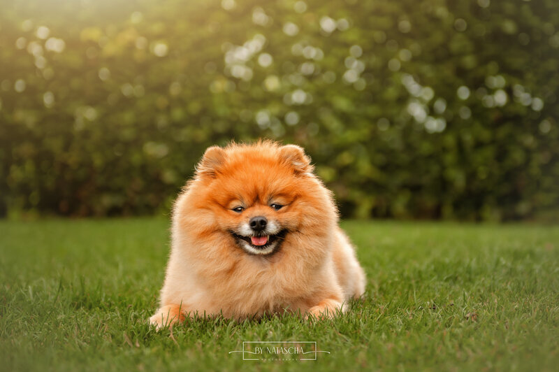 Een kees hond die ligt in het gras met zijn voorpoten naar voren en bladeren op de achtergrond, waarbij hij lachend naar de camera kijkt