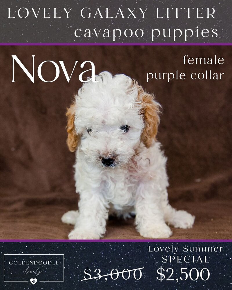 Galaxy Purple Nova Female