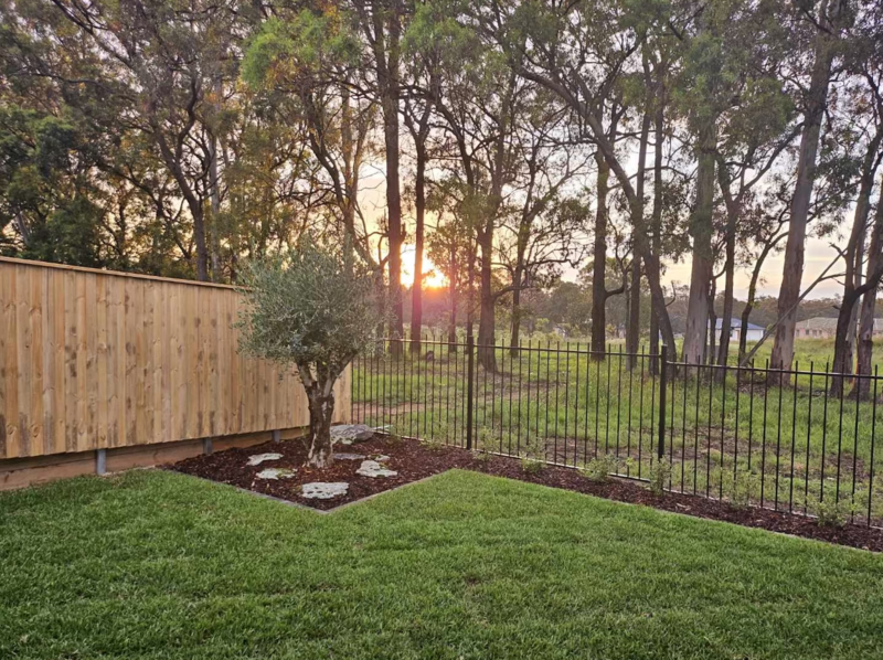 Olive Tree - Go Green Nurseries