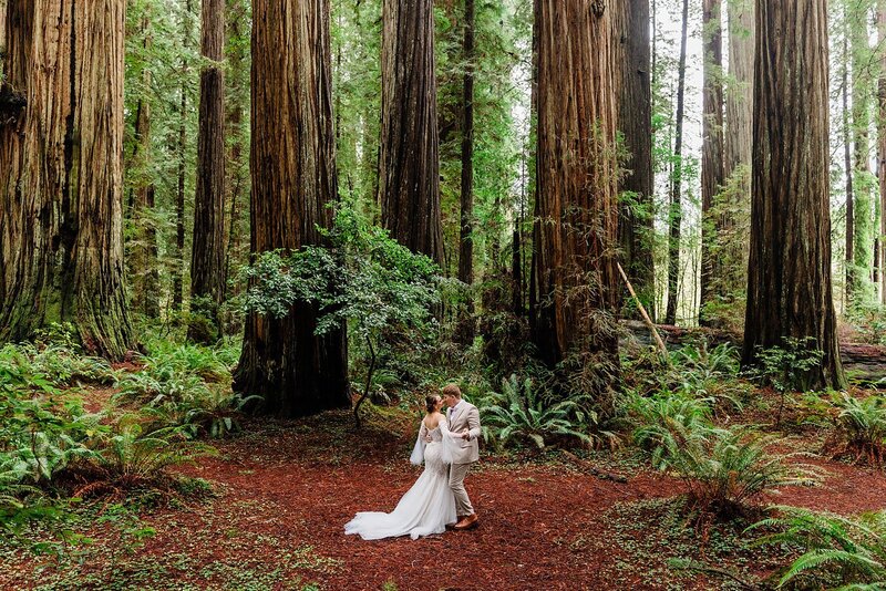 The bride and groom dance in front of a forest of giant Redwood trees in Redwoods National Park.