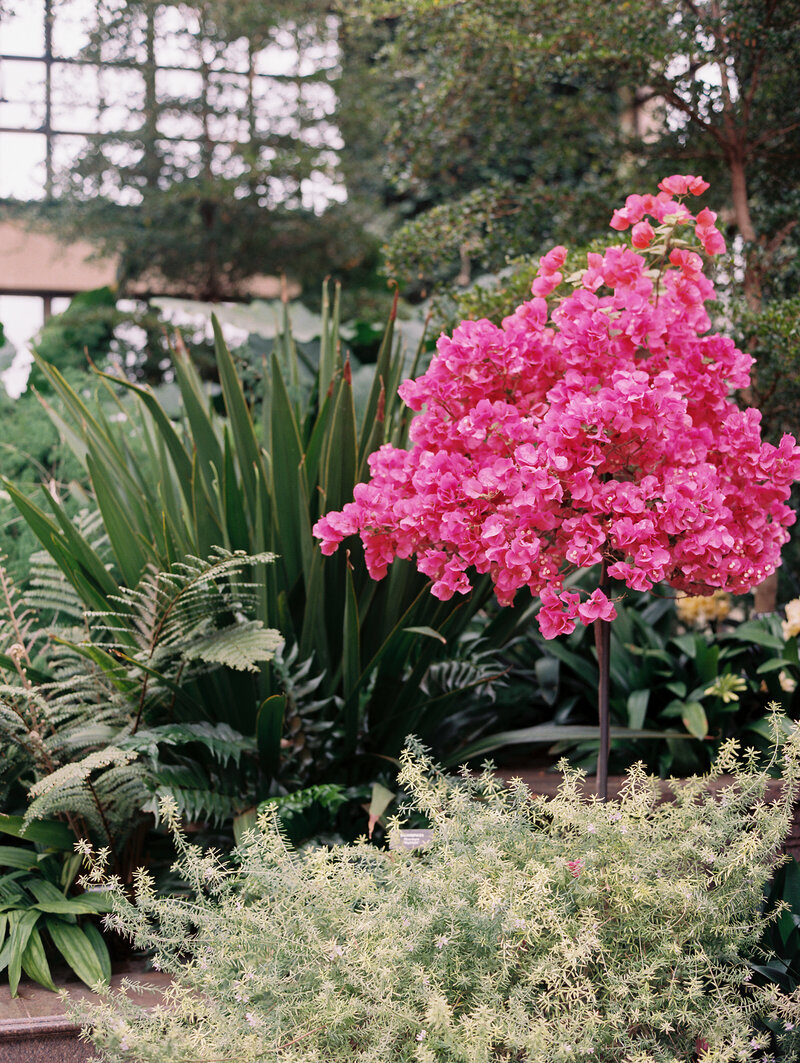 Tropical florals at Longwood Gardens