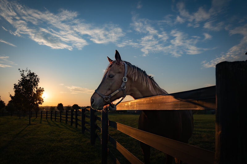 Thoroughbred mare Virginia Key at pasture.