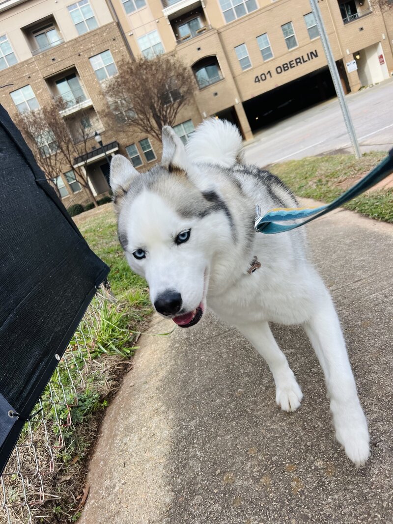 Husky 2