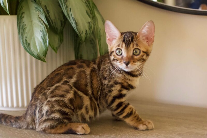 AutumnxBronco Male 1_1