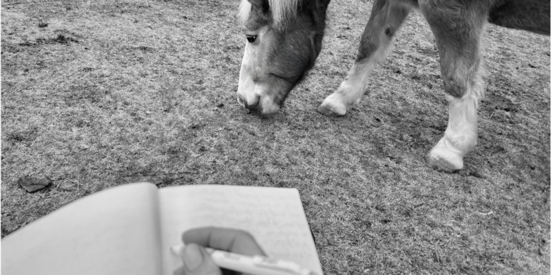 journaling next to horse