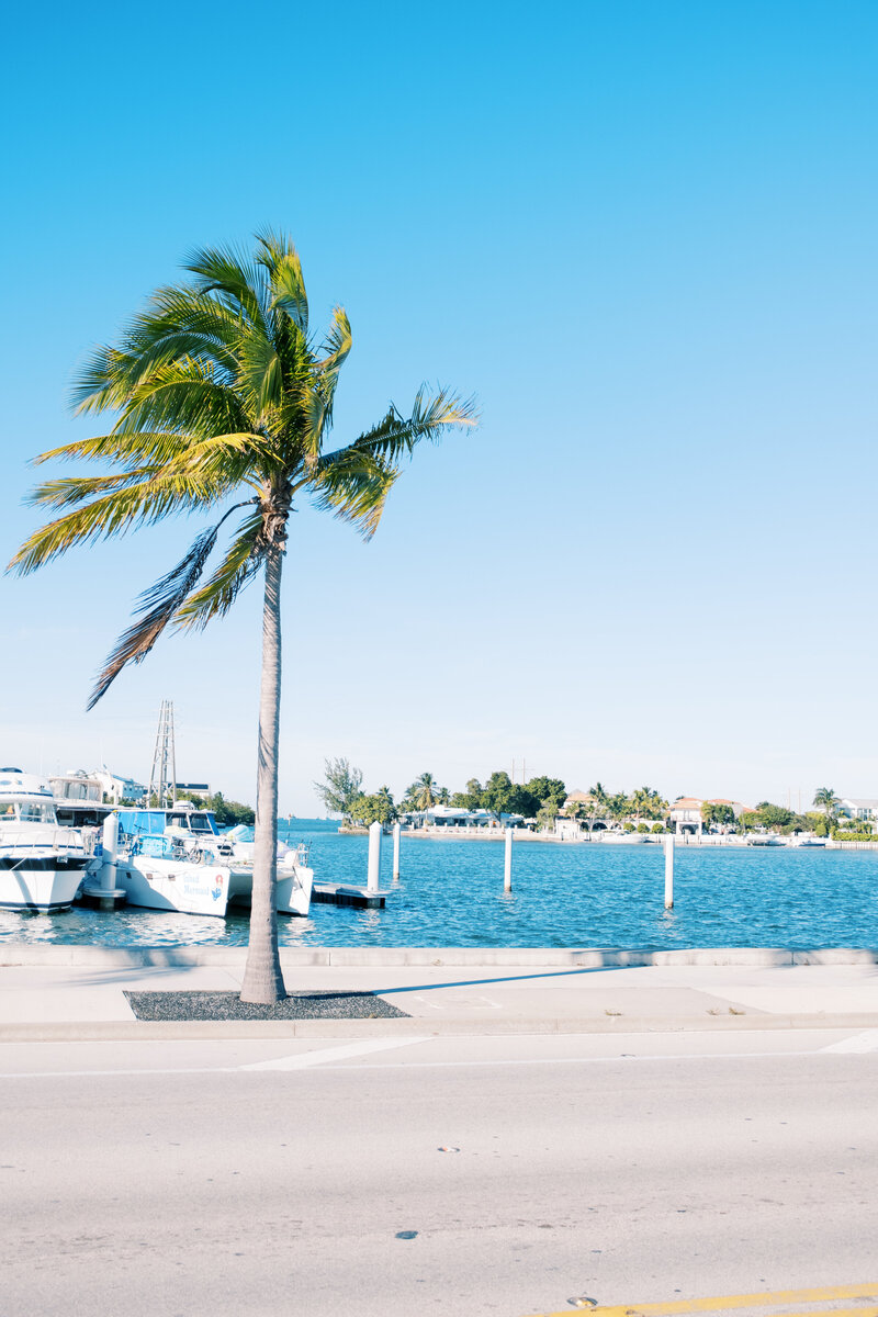 A tropical palm tree swaying beside a marina filled with boats, set against a bright blue sky in Keywest