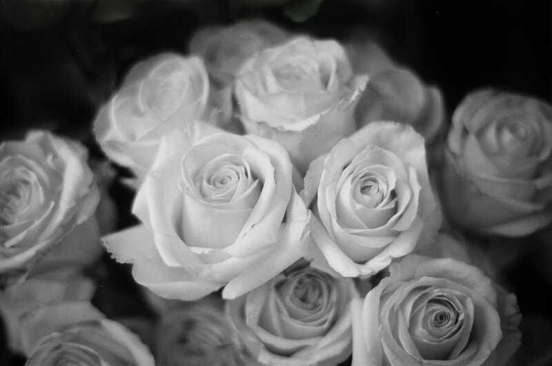 white roses