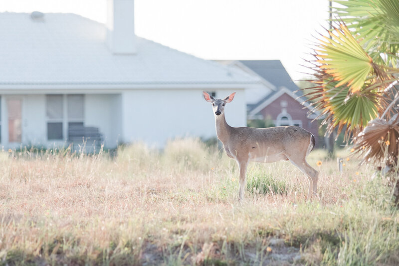Deer