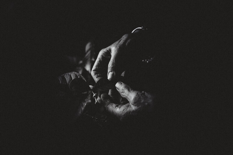 elderly hands with plant