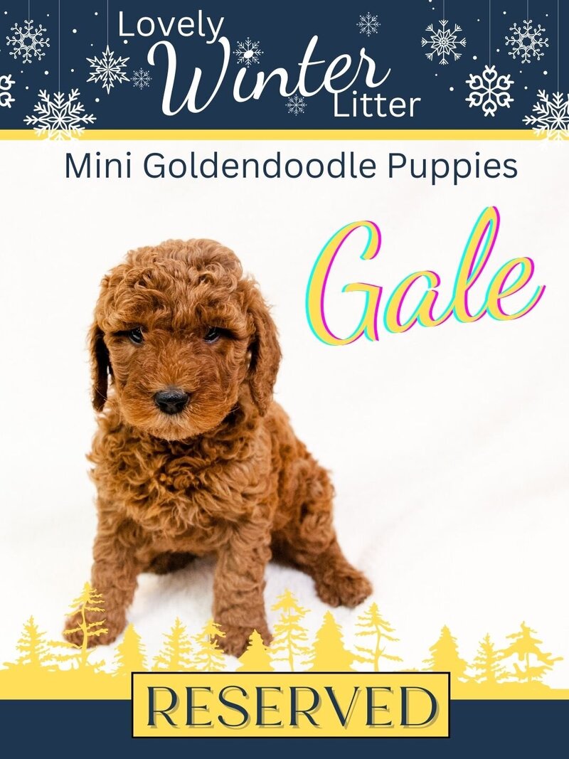 Winter - Yellow Gale Female