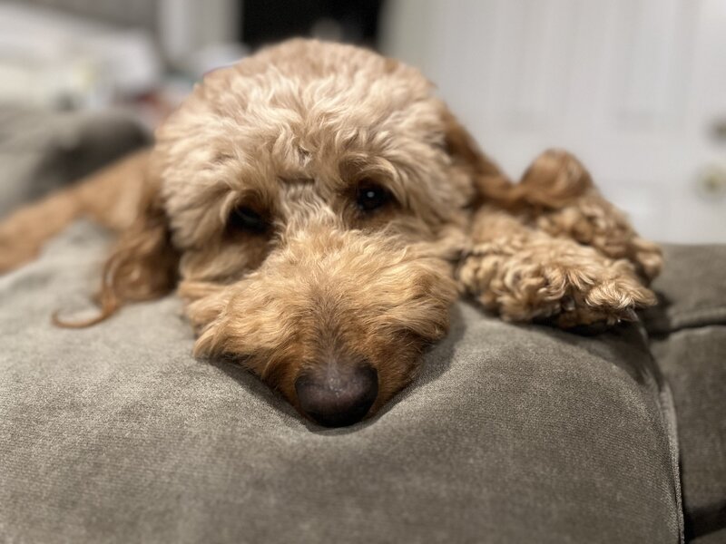 Goldendoodle laying their head on a soft surface,