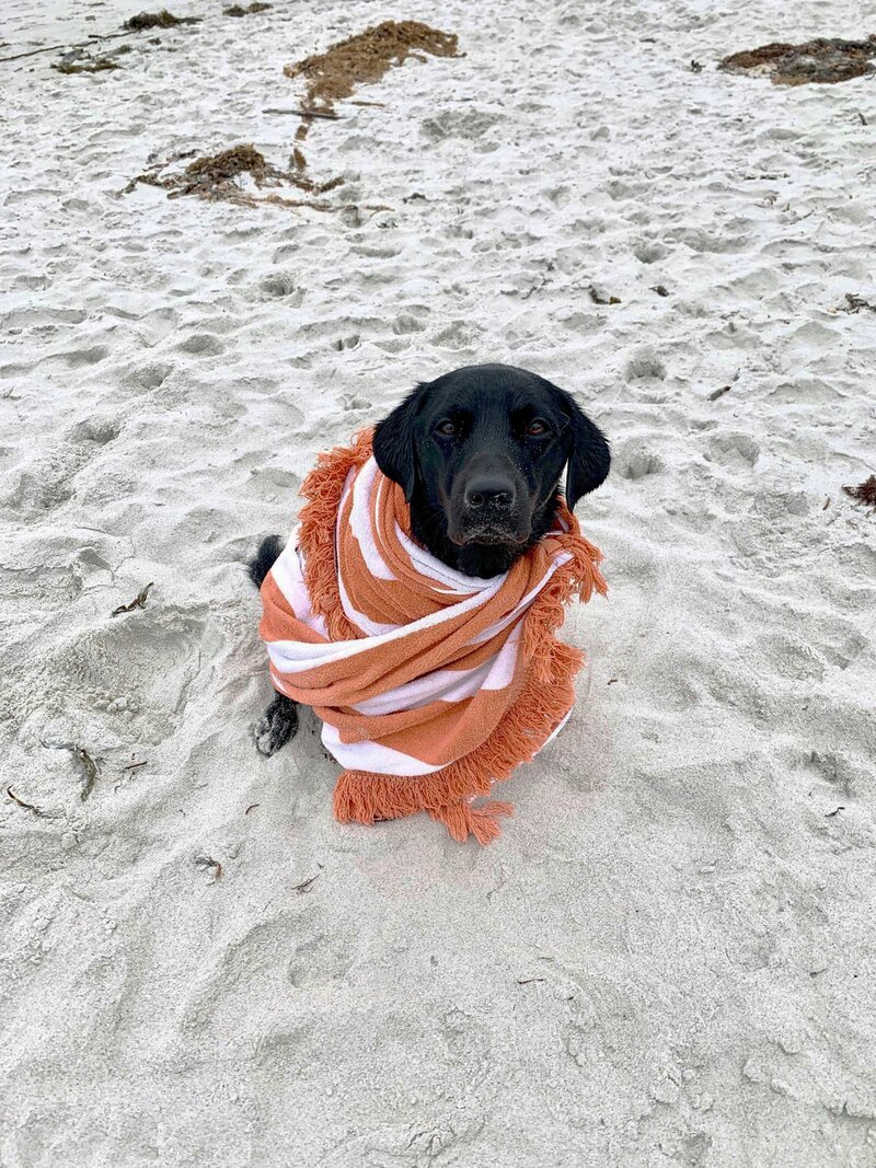 black lab dog wrapped in a beach towel sitting on a sandy beach