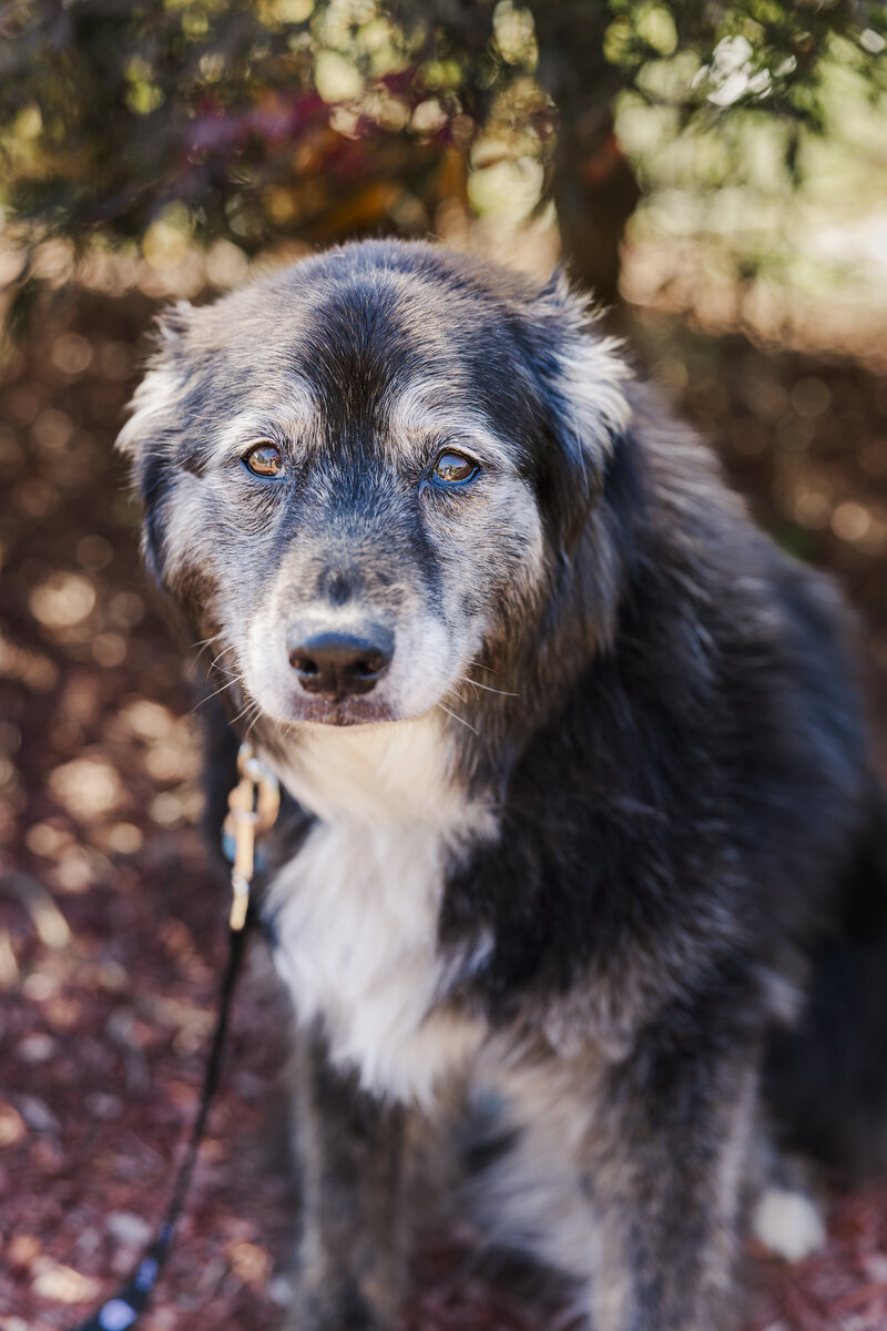 Authentic Hudson Valley pet photos in Beacon featuring playful moments and gentle portraits