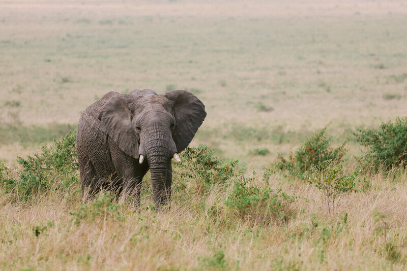 safariedited-488
