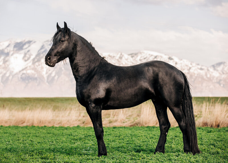 Horse Photography (1)