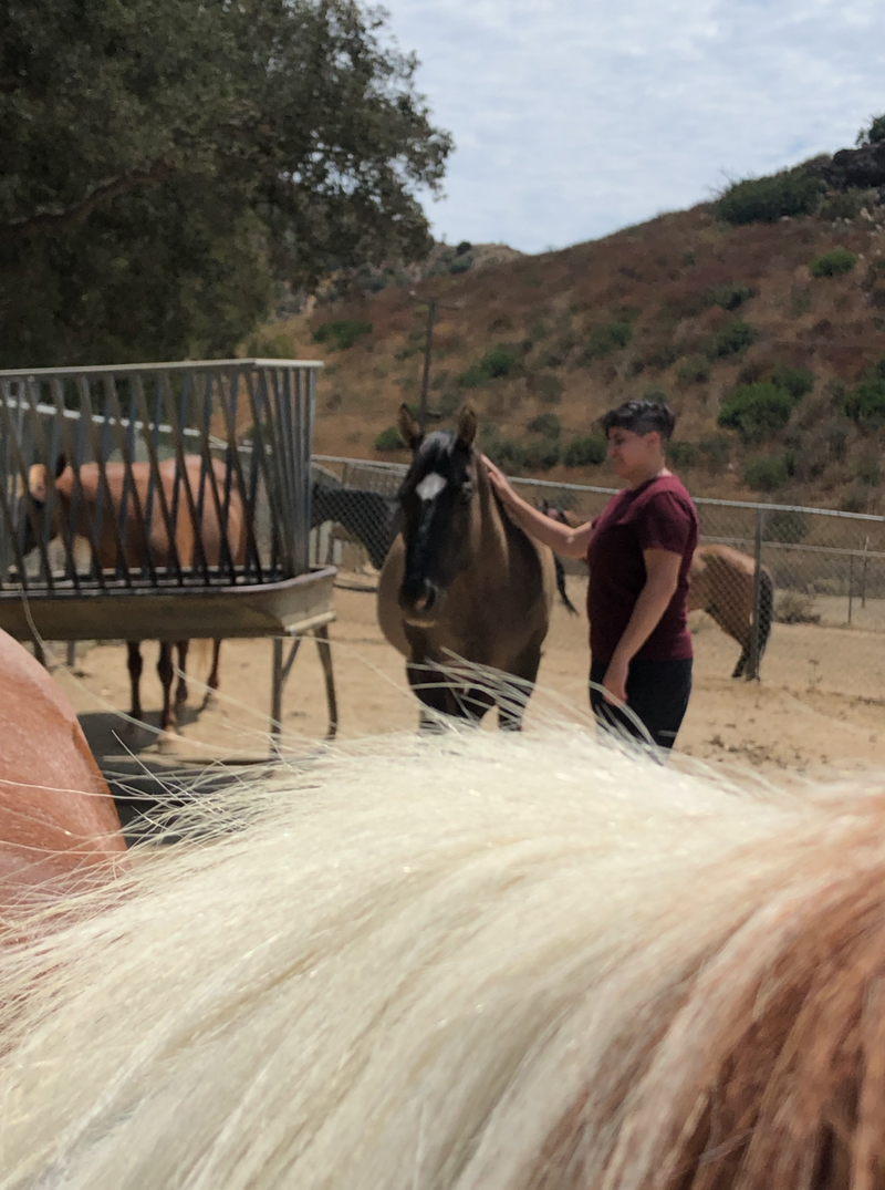 Image of Rae petting a gray horse in a pasture of a  couple horses in Malibu CA