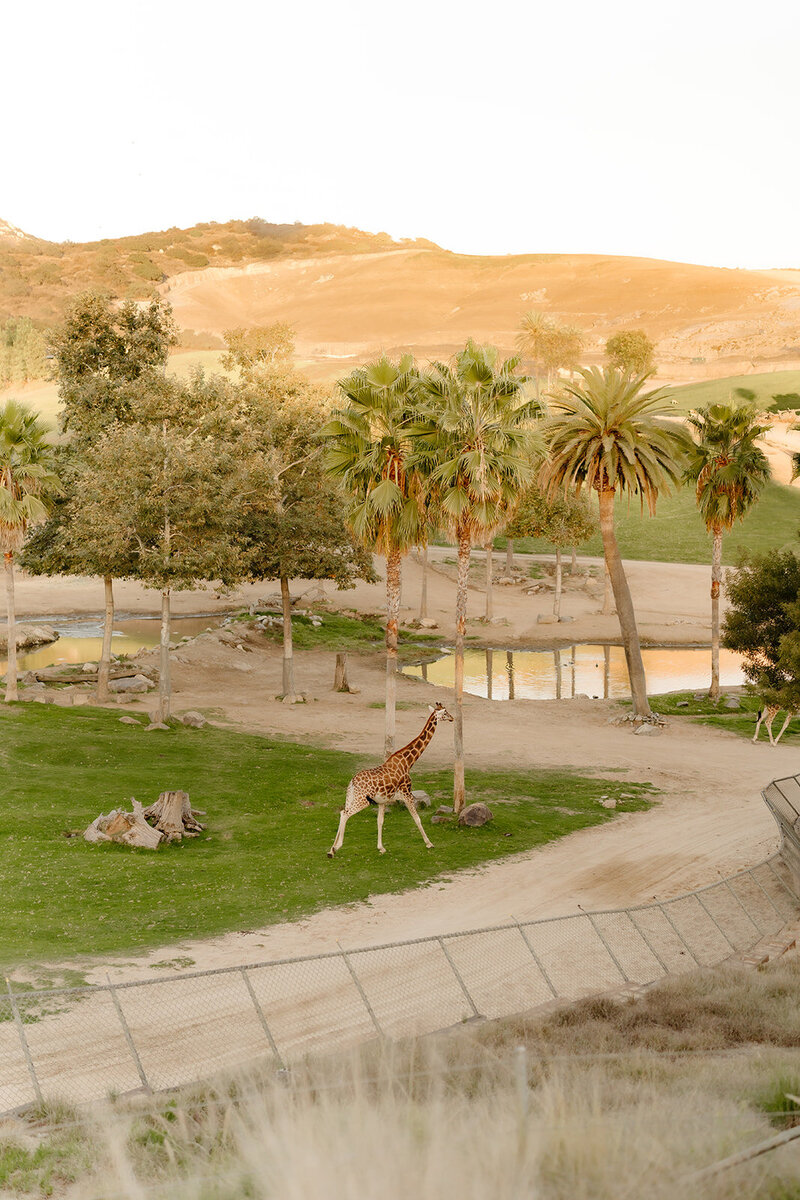 san diego safari park wedding 101