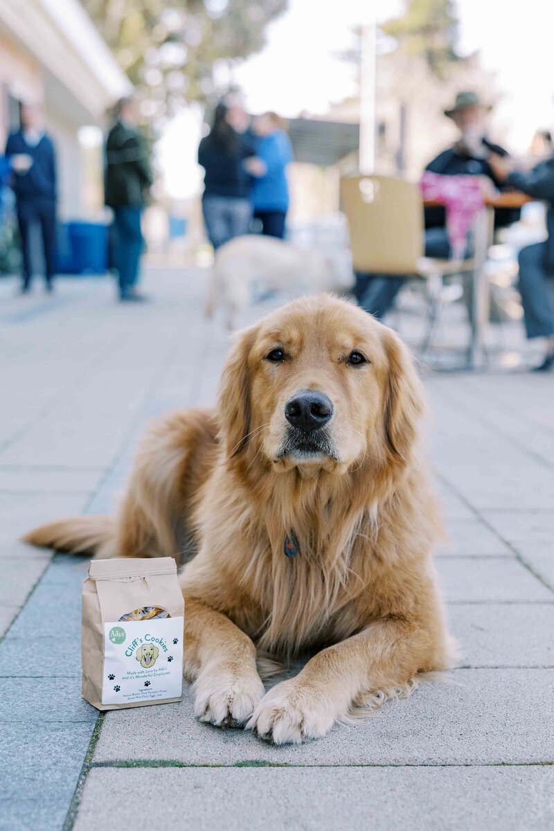 Golden retriever laying on the ground, posing next to a bag of dog treats
