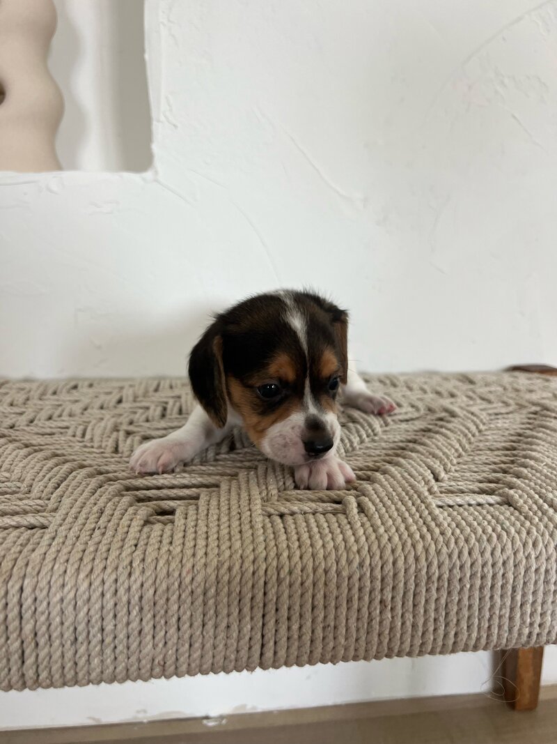 Pocket Beagle Puppies For Sale