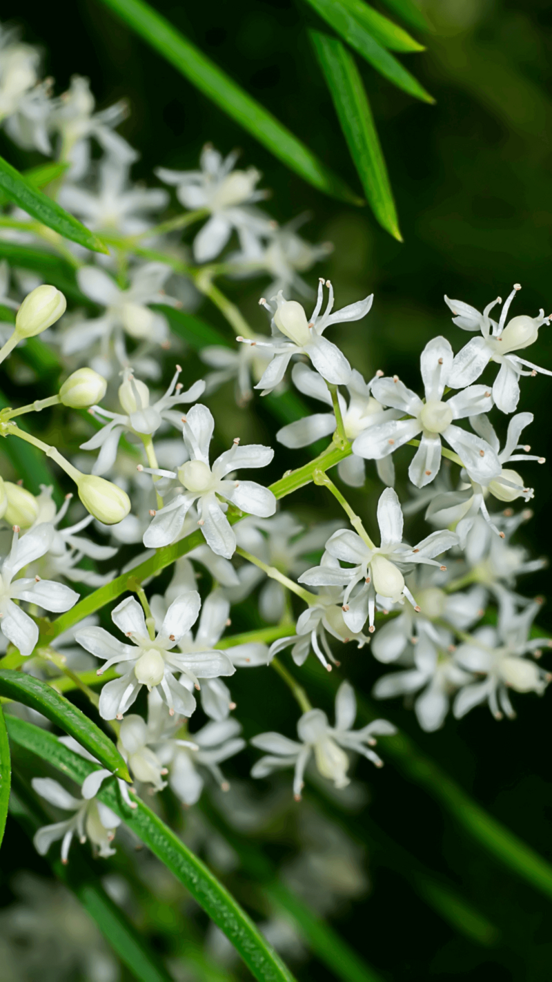 Shatavari herb ayurveda