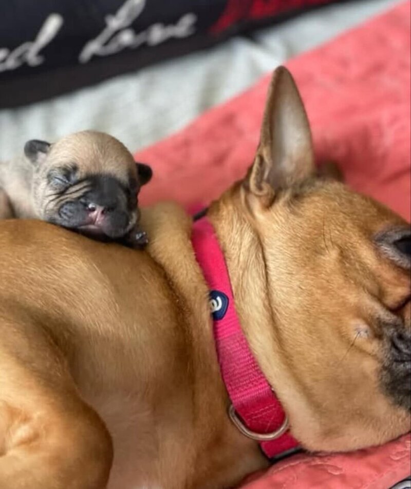 Red masked fawn french bulldog sleeping with its newborn puppy