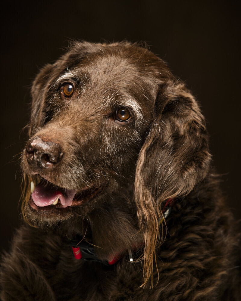 2016Bend_Oregon_Pet_Portrait_Photograhy-9972