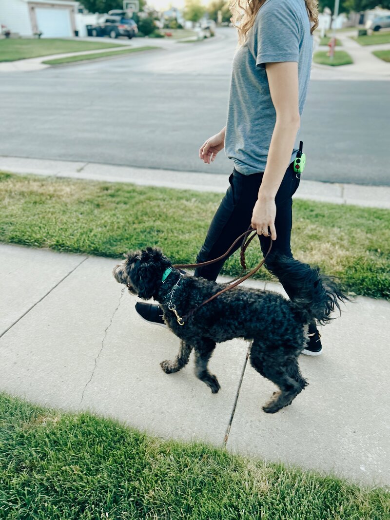 A woman walking her dog calmly down the sidewalk on a loose leash