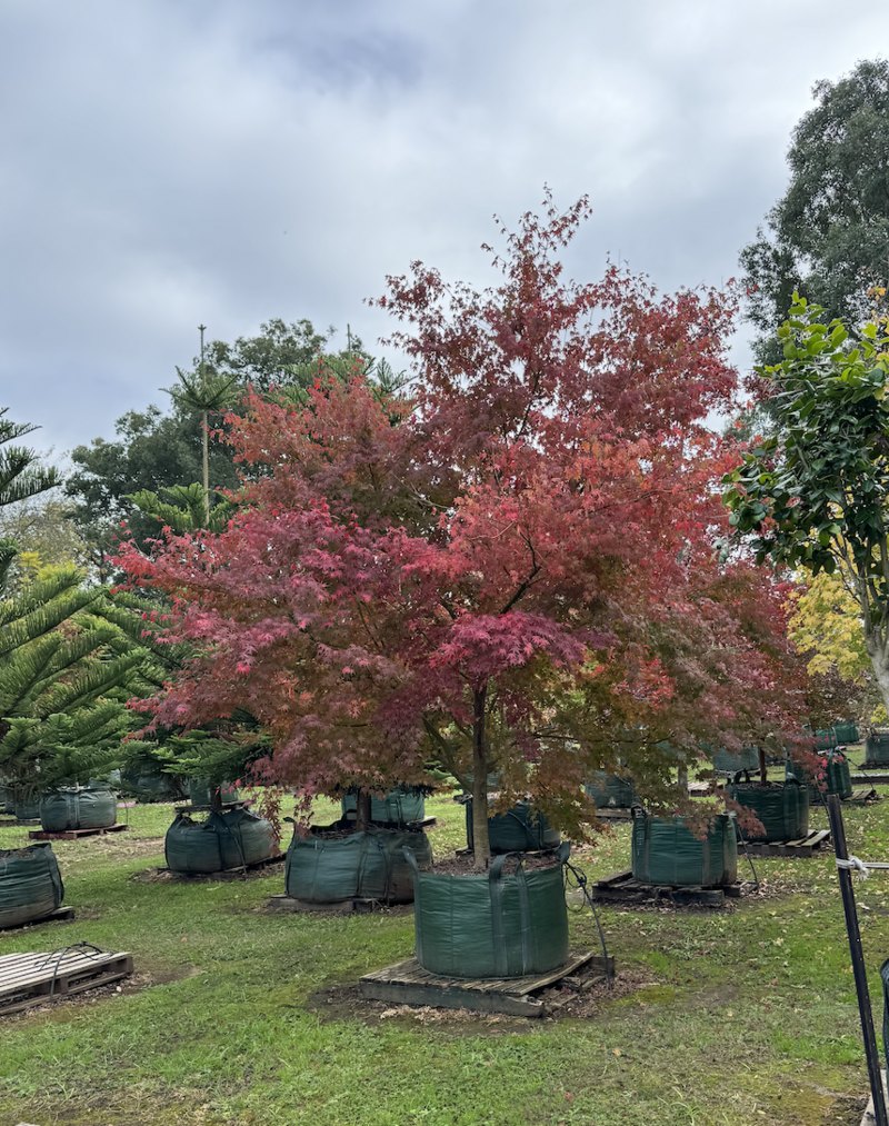 Go Green Nurseries - Mature Acer Palmatum - Japanese Upright Maple tree